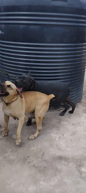 1+ year Female Purebred Boerboel