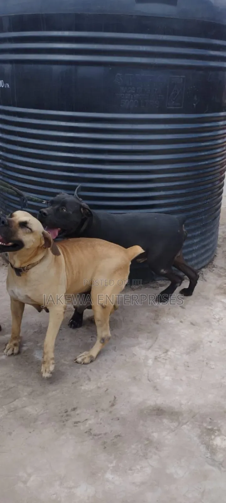 1+ year Female Purebred Boerboel