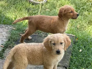 1-3 months Male Purebred Golden Retriever