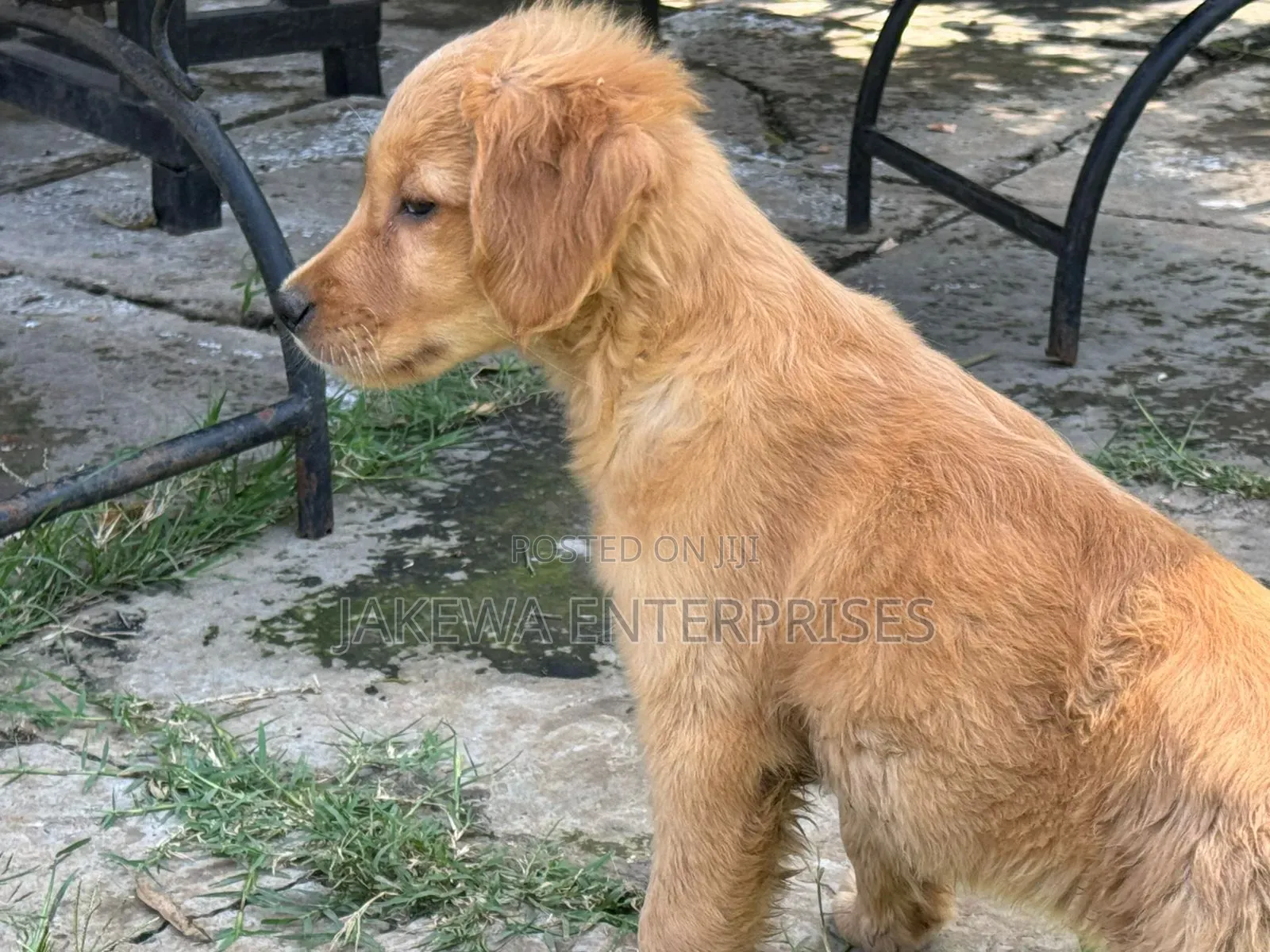 1-3 months Female Purebred Golden Retriever