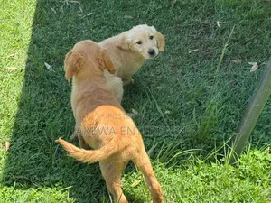 1-3 months Male Purebred Golden Retriever