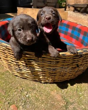 1-3 months Male Purebred Labrador Retriever - thumbnail 2