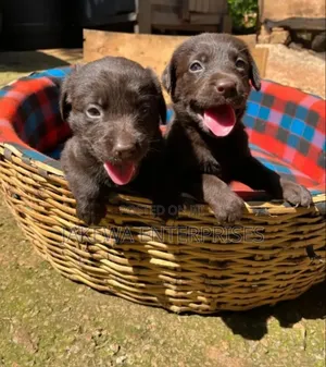 1-3 months Female Purebred Labrador Retriever
