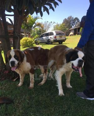 1-3 months Female Purebred Saint Bernard - thumbnail 2