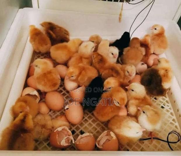 56 Automatic Egg Incubator - thumbnail 2