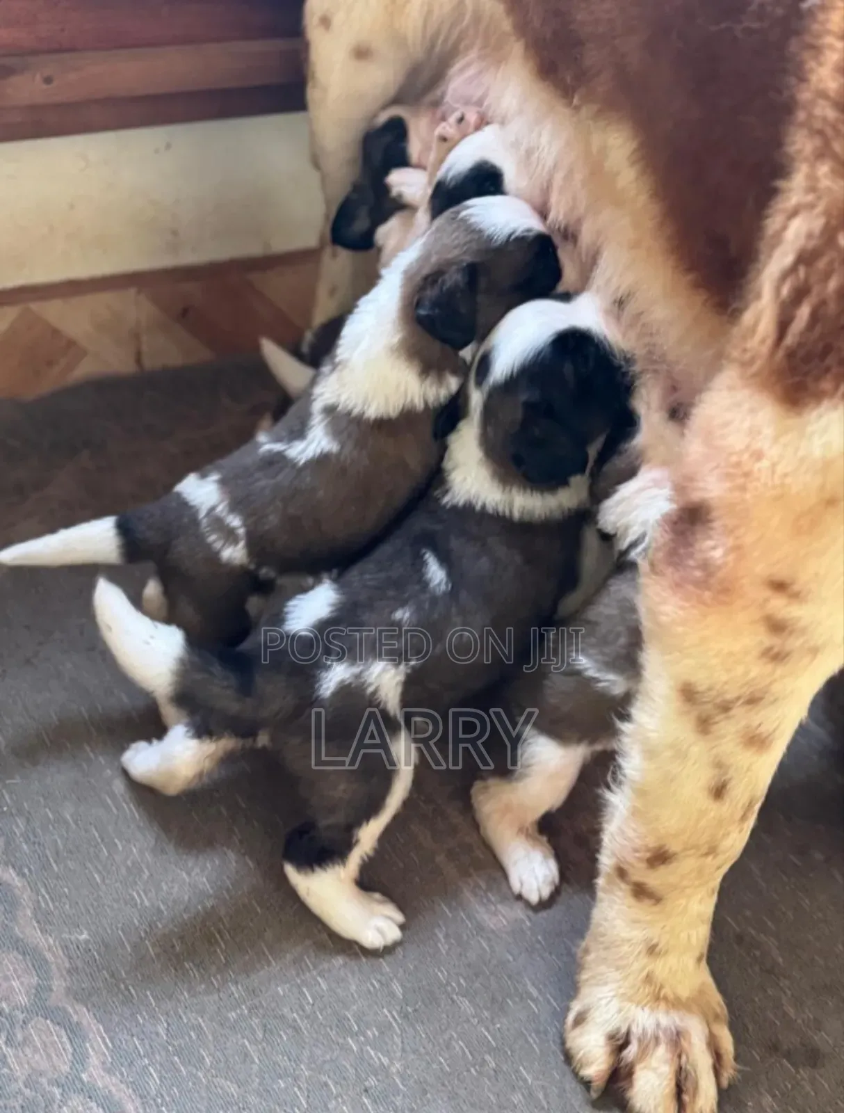 1-3 months Female Purebred Saint Bernard