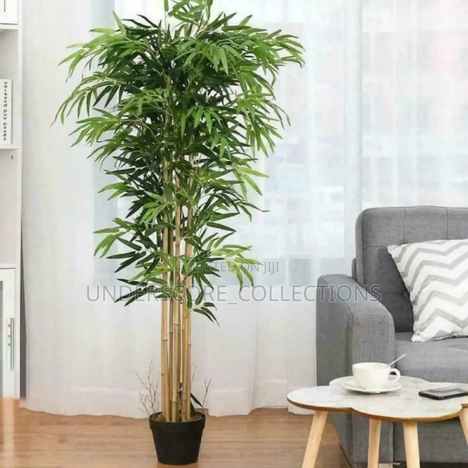 RESTOCKED!!High Quality Potted House Tree.