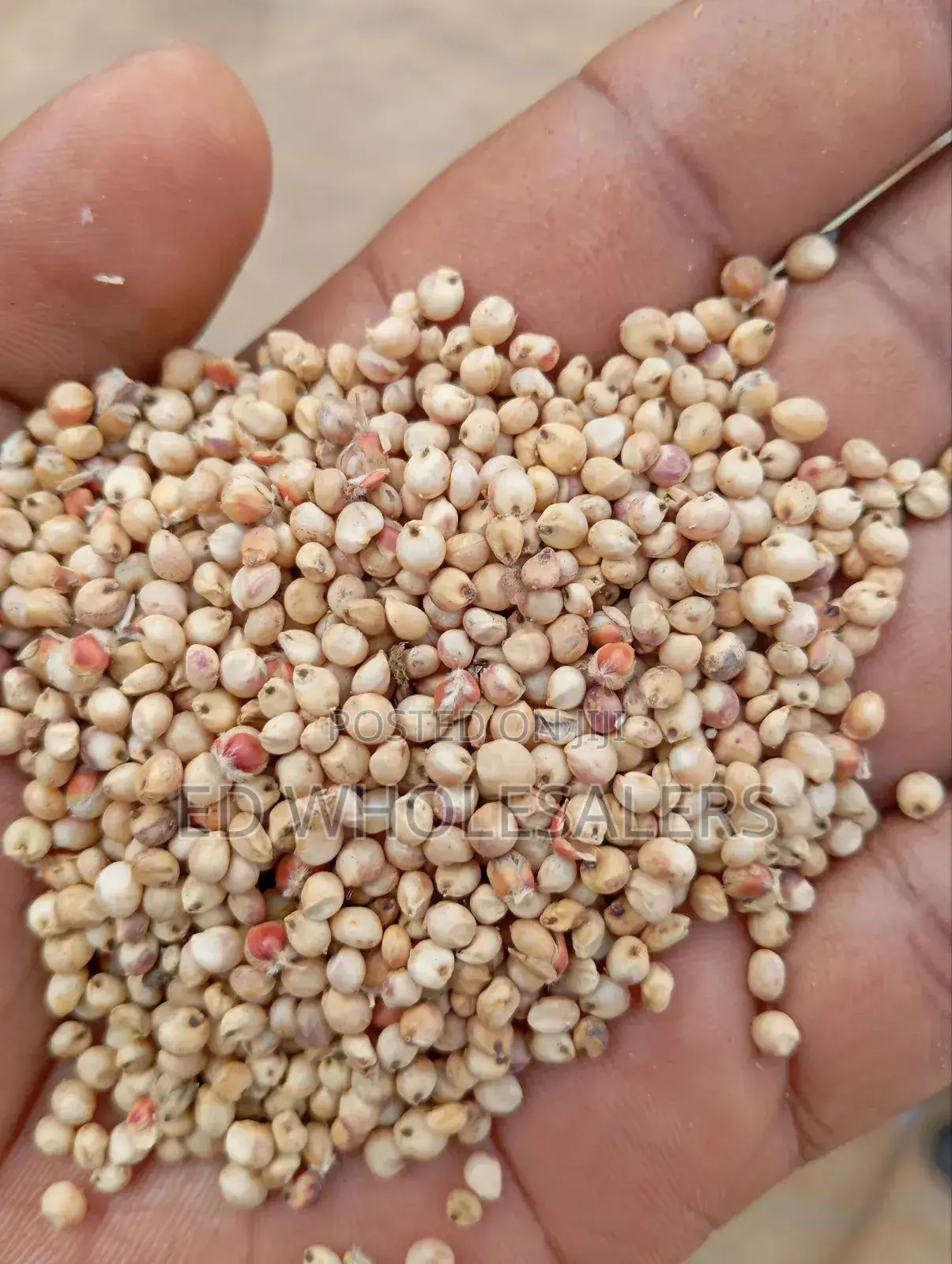 White Sorghum