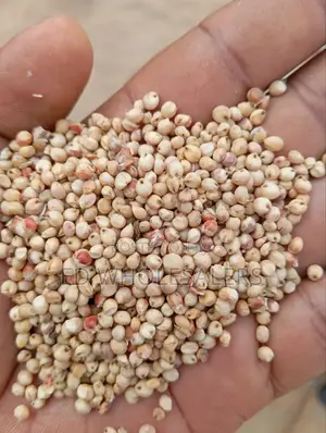 White Sorghum