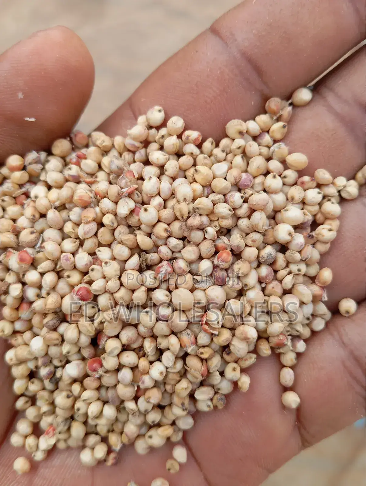White Sorghum