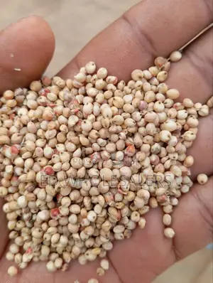 White Sorghum