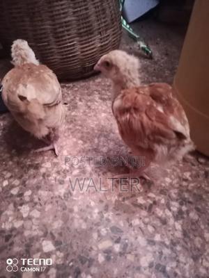 Chicks 2 Weeks Old in Luanda Township - Farm Animals, Walter Ouko