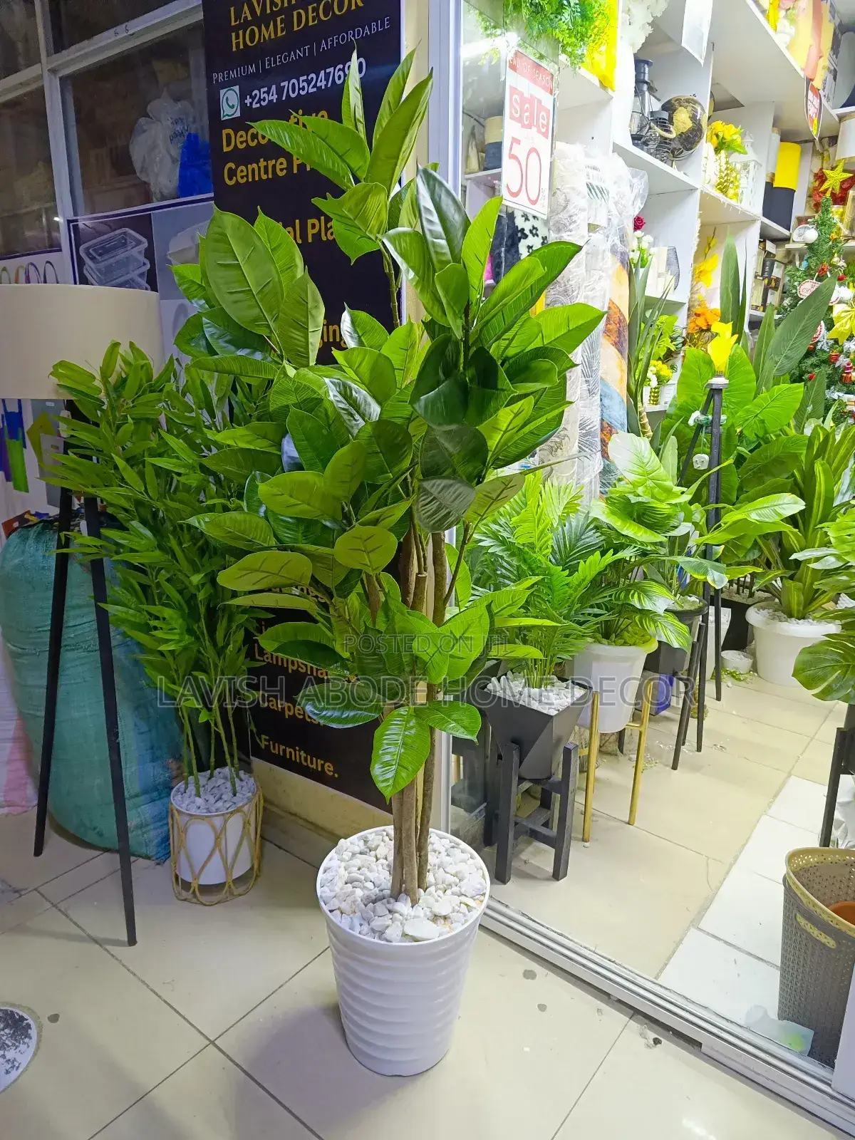Artificial Rubber Plant - 160cm Height Indoor and Outdoor