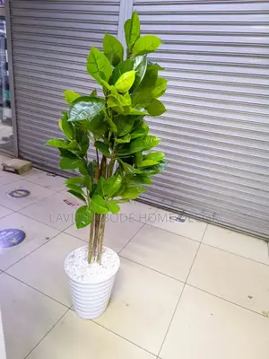 Artificial Rubber Plant Indoor and Outdoor Plastic Plant