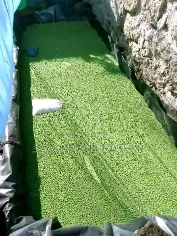 Azolla Aquatic Fodder - 3kg Starter Pack