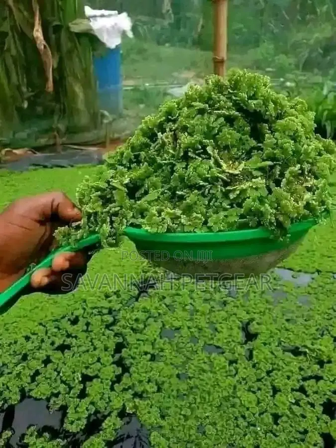 Azolla Aquatic Fodder - 3kg Starter Pack