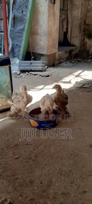 Brahma Chicks