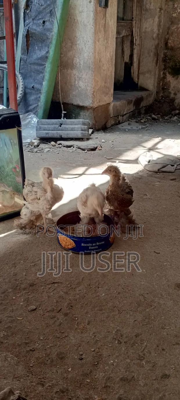Brahma Chicks - thumbnail 3