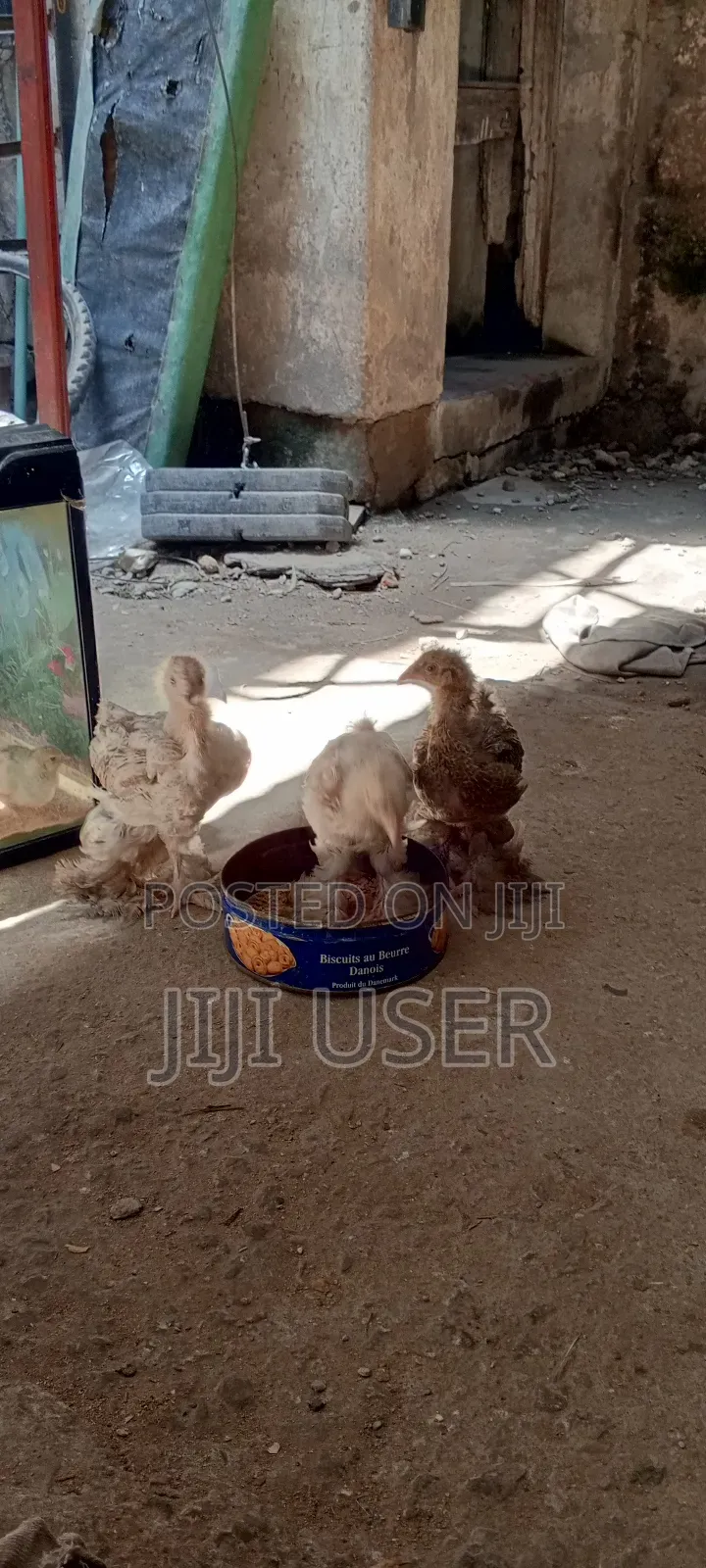 Brahma Chicks