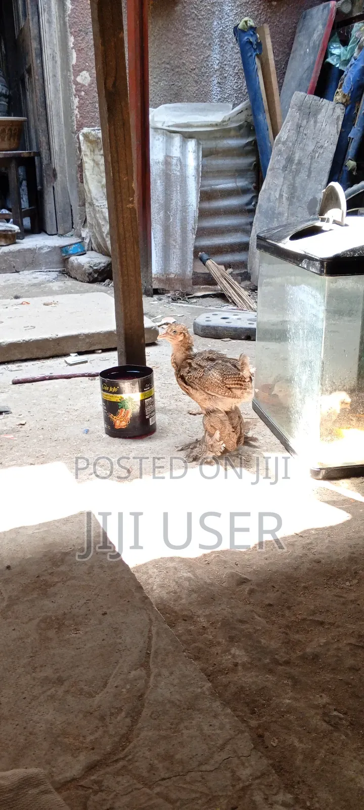Brahma Chicks