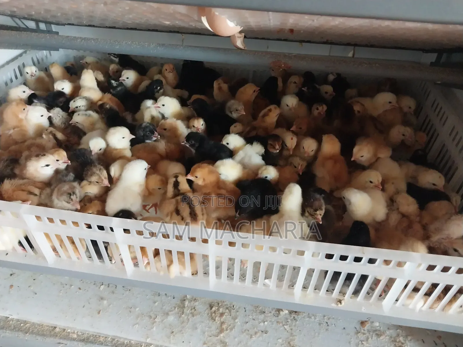 Day Old Sasso Improved Kienyeji Chicks