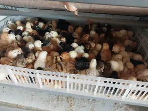 Day Old Sasso Improved Kienyeji Chicks