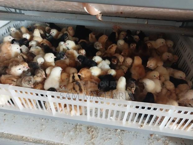 Day Old Improved Kienyeji Chicks - thumbnail 2