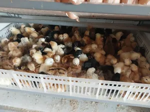 Day Old Sasso Improved Kienyeji Chicks