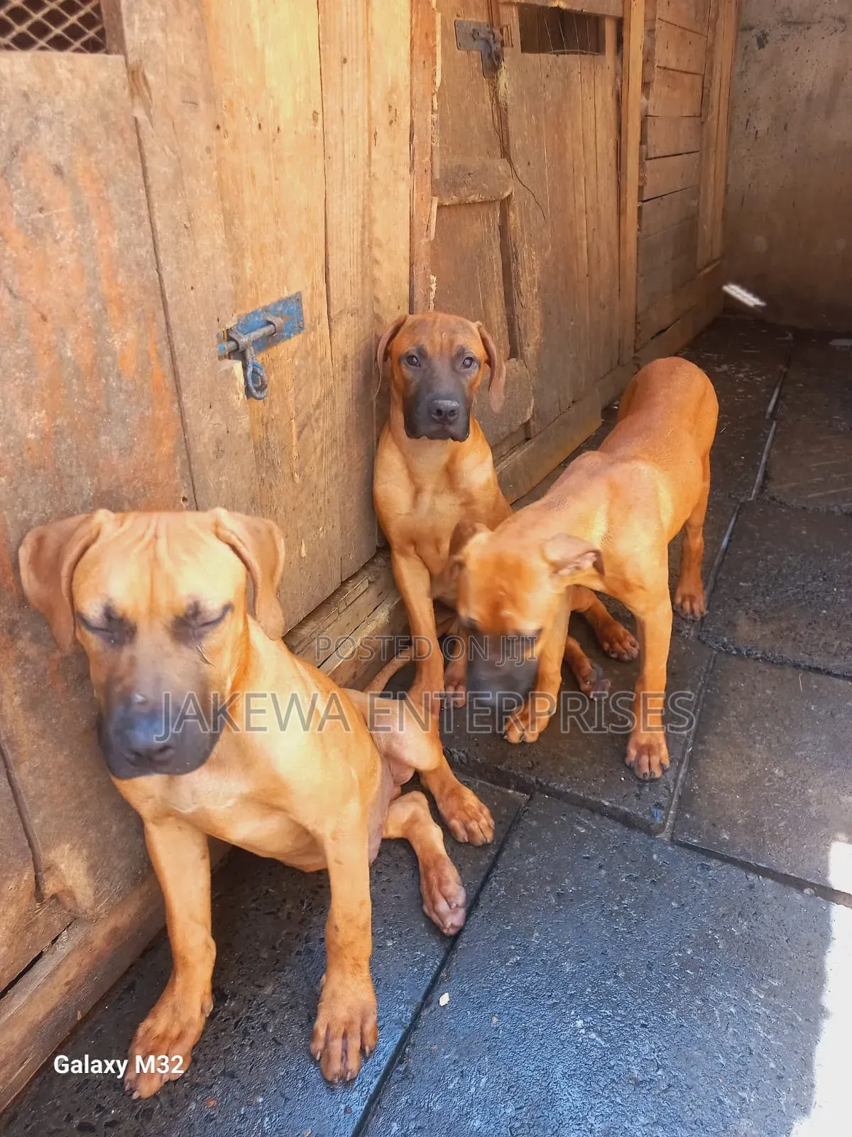 3-6 months Female Purebred Boerboel
