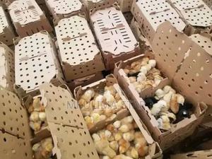 Improved Kienyeji Chicks - thumbnail 2