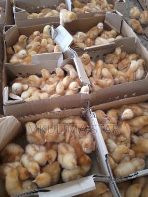 Commercial Layers - thumbnail 2