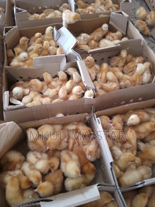 Commercial Layers - main view