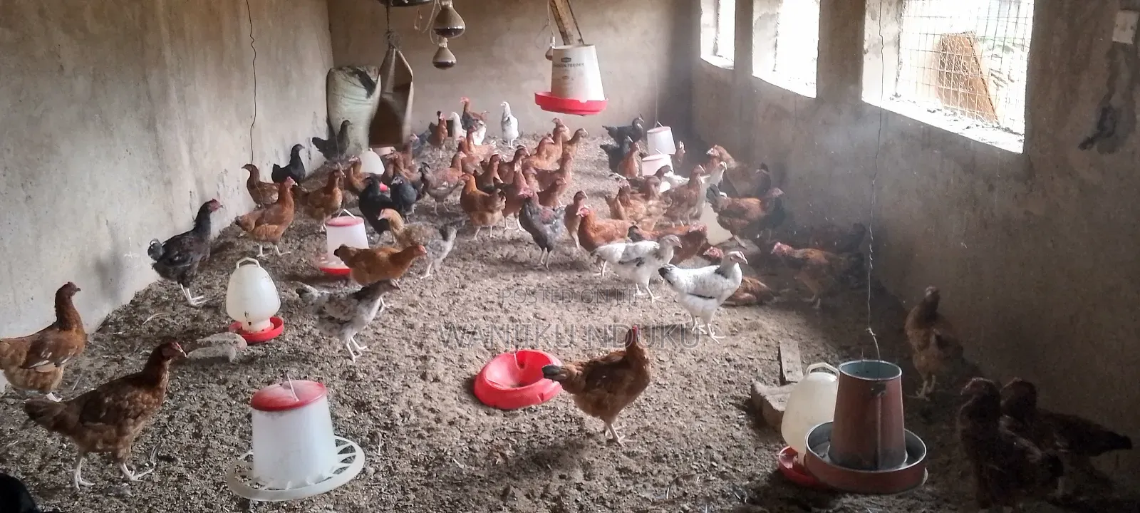 Animal Feeds.