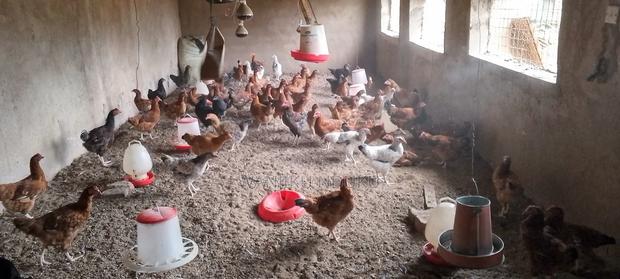 Animal Feeds.