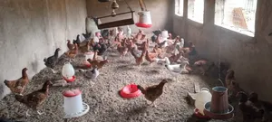Animal Feeds.