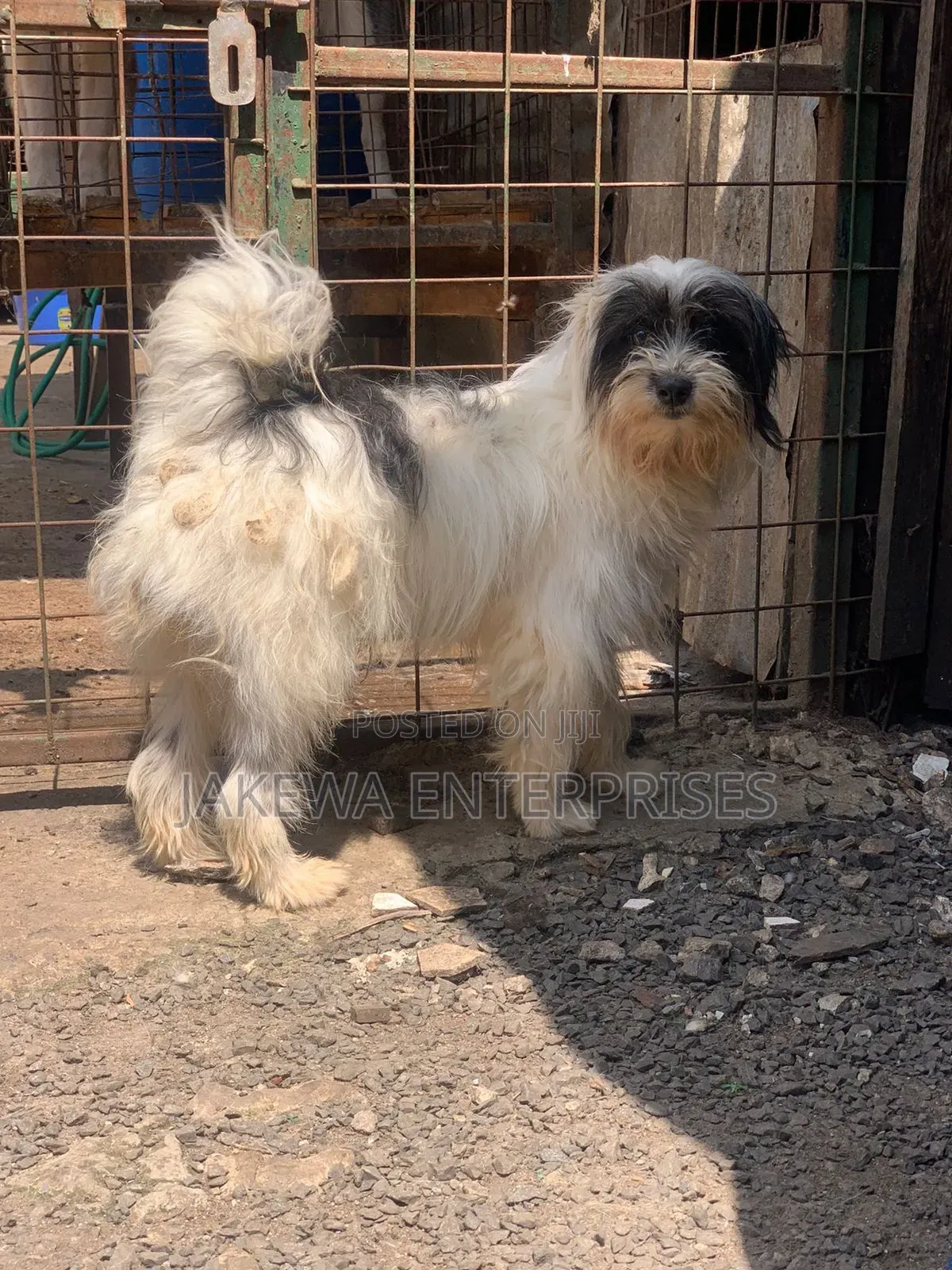 1+ year Male Purebred Havanese