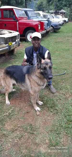 6-12 months Male Purebred German Shepherd