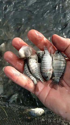 Fish Fingerlings for Agribusiness on Sale