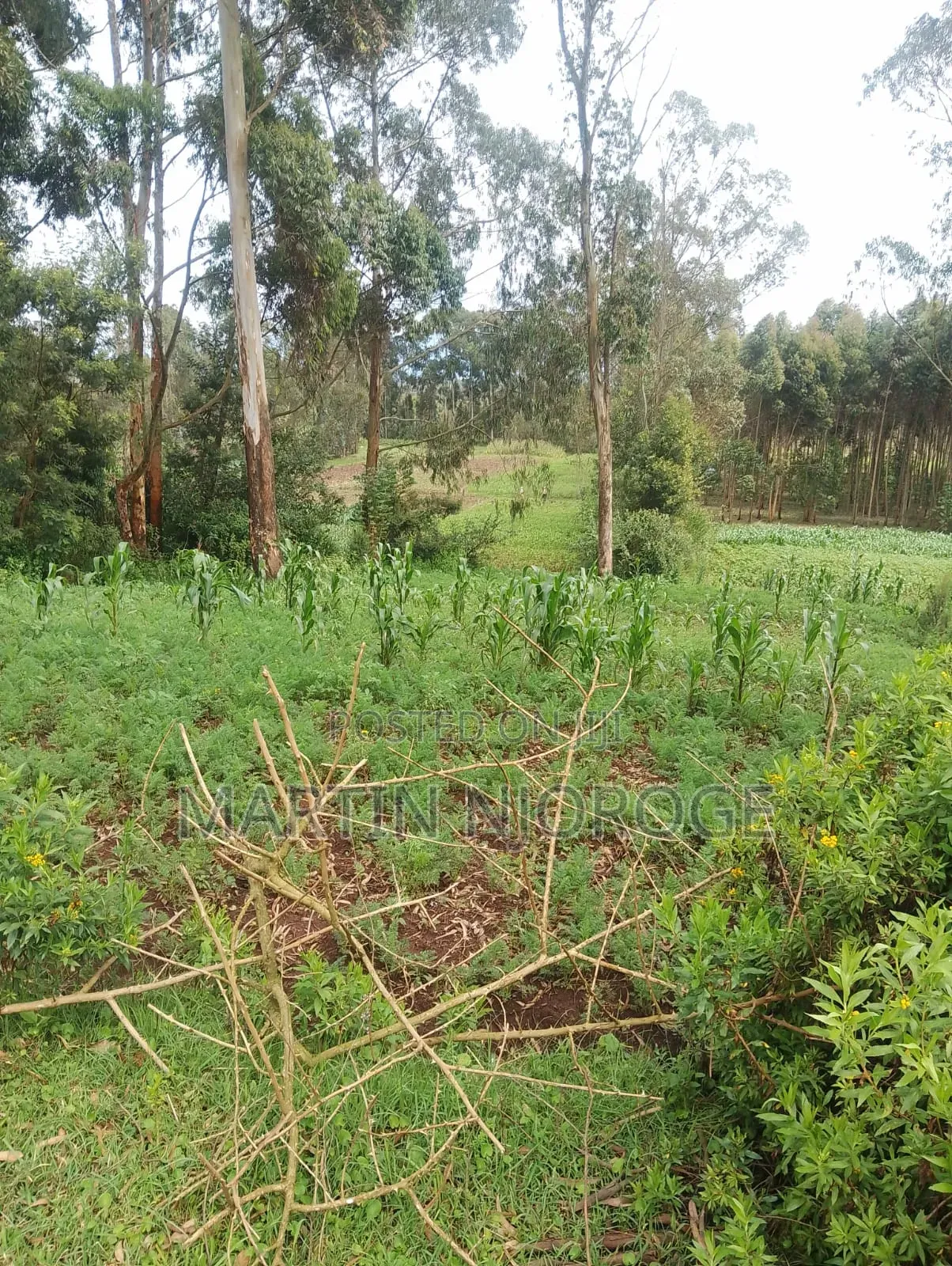5 Acres Mwendandu