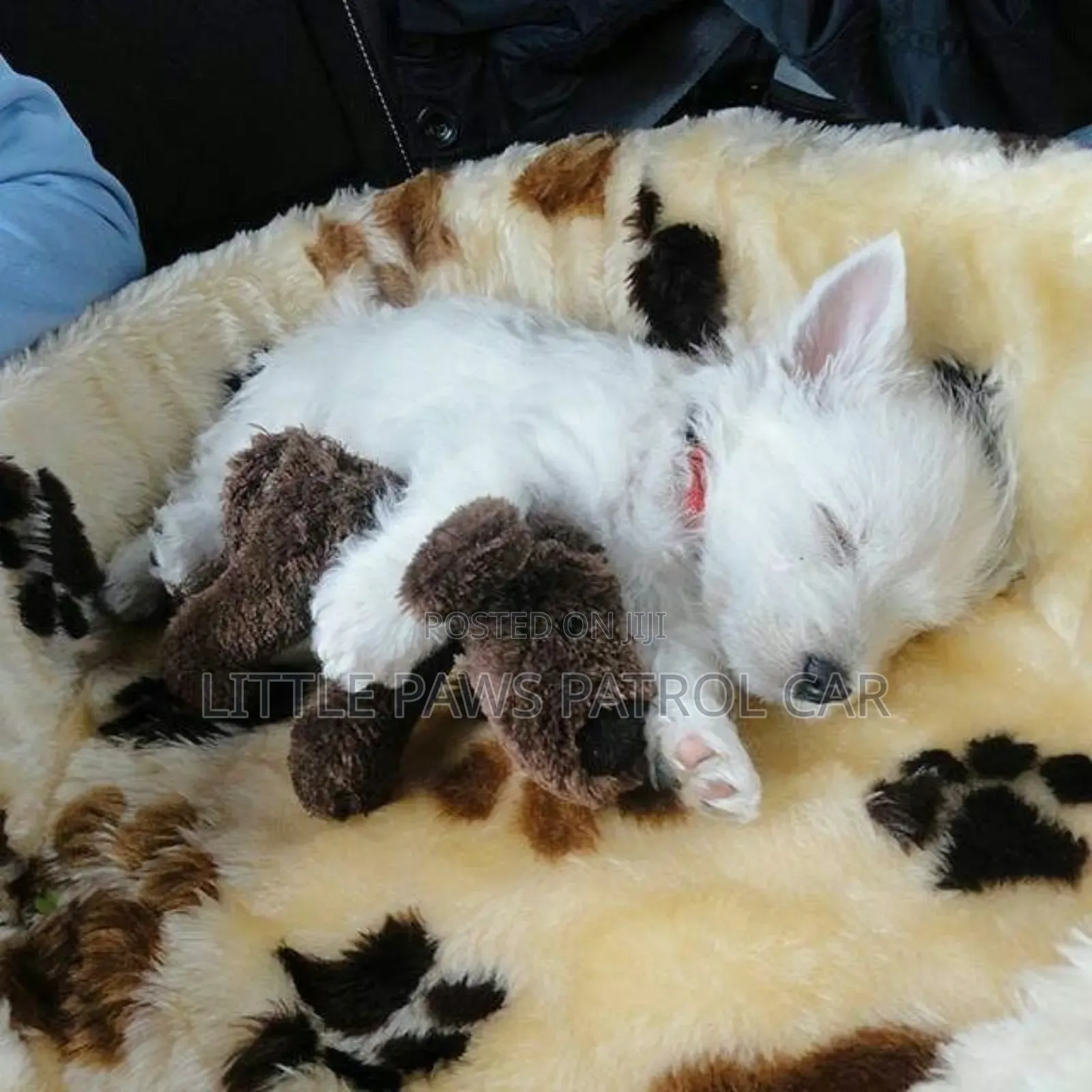 1-3 months Female Purebred Maltese