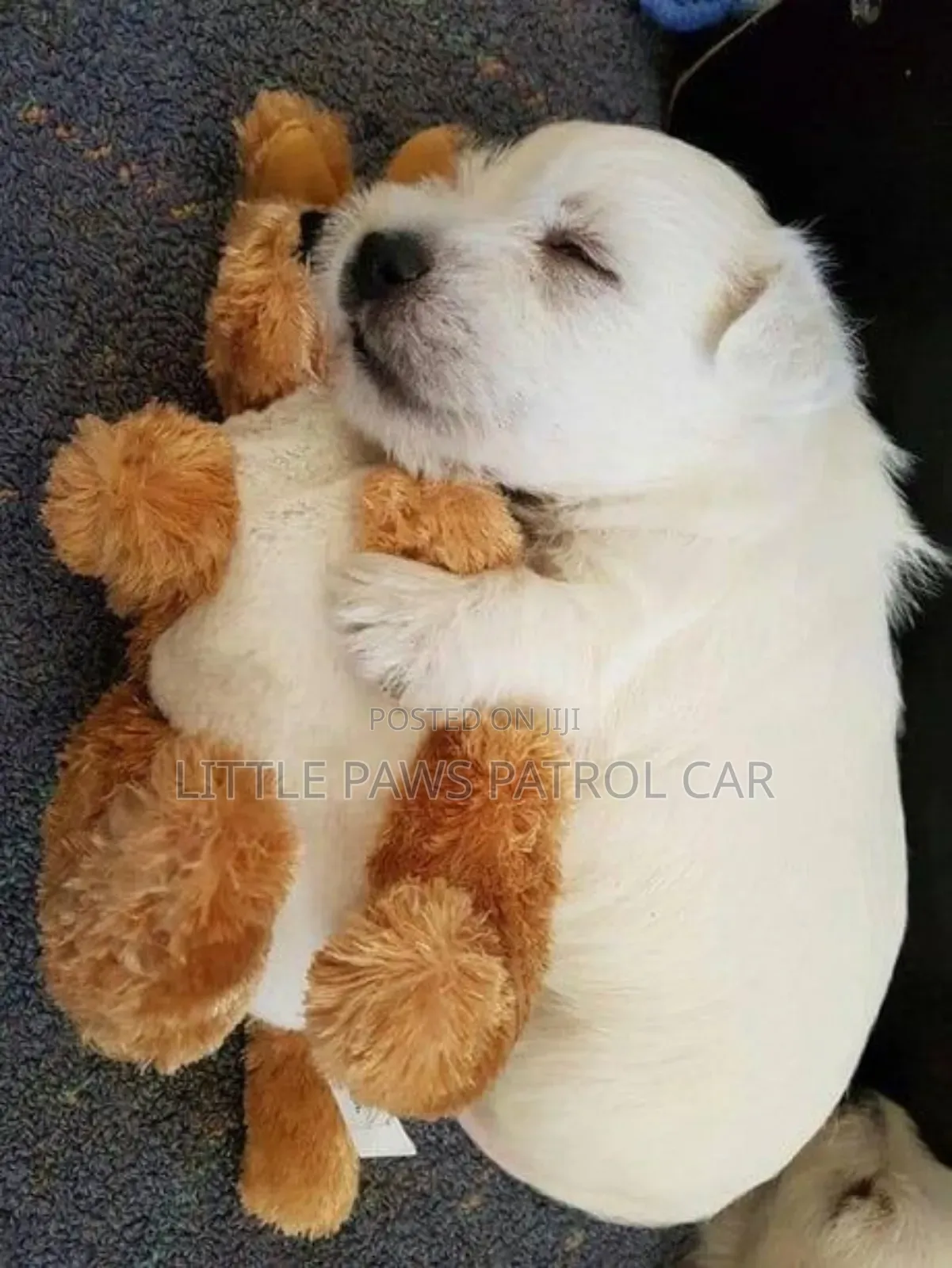 1-3 months Female Purebred Maltese