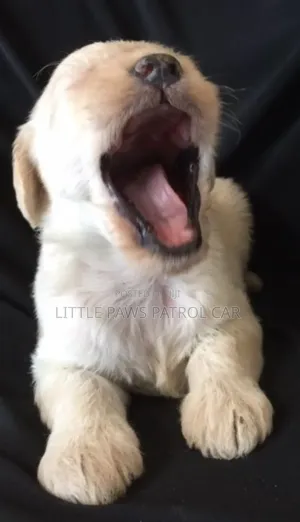 1-3 months Female Purebred Maltese
