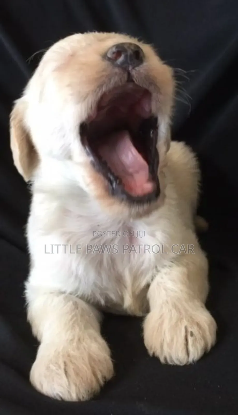 1-3 months Female Purebred Maltese