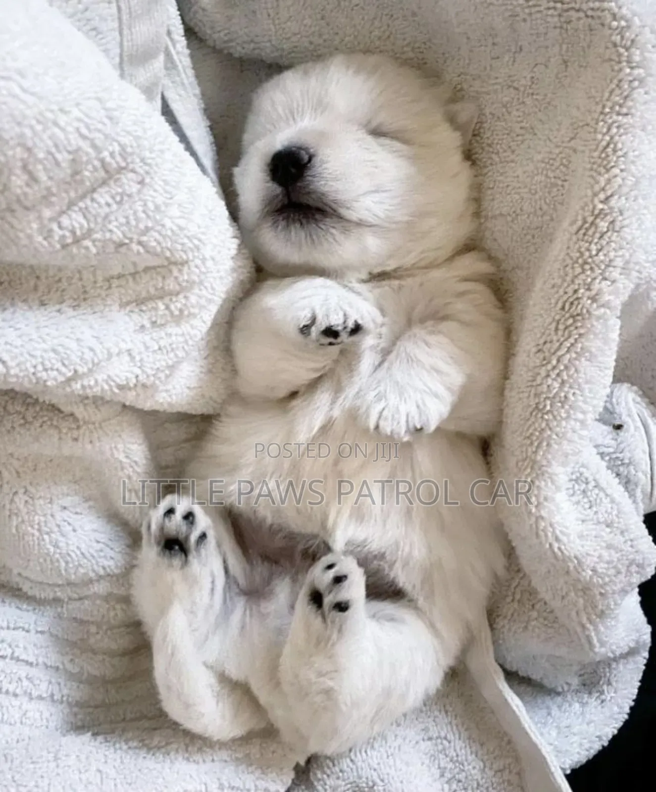 1-3 months Female Purebred Maltese