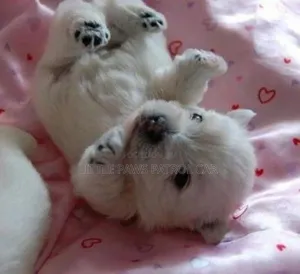 1-3 months Female Purebred Maltese