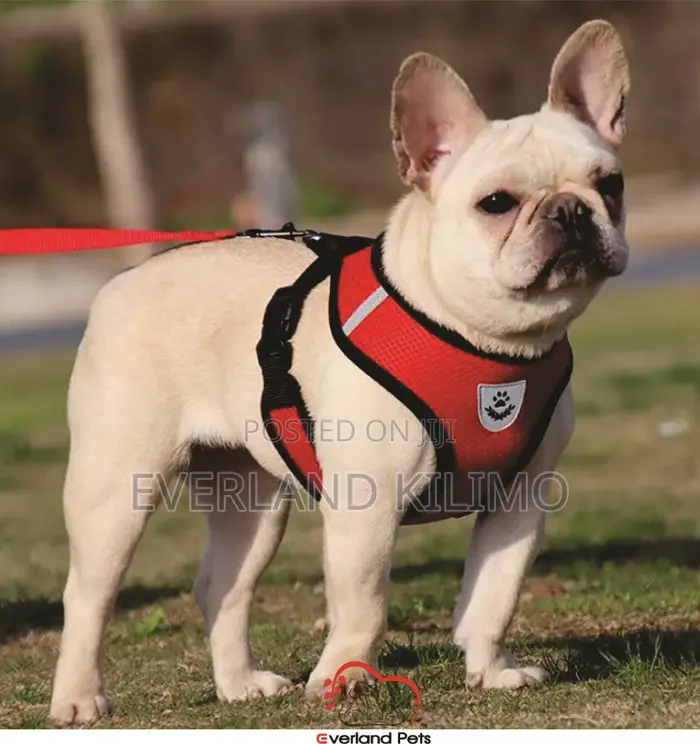 Vest + Harness - Extra Large