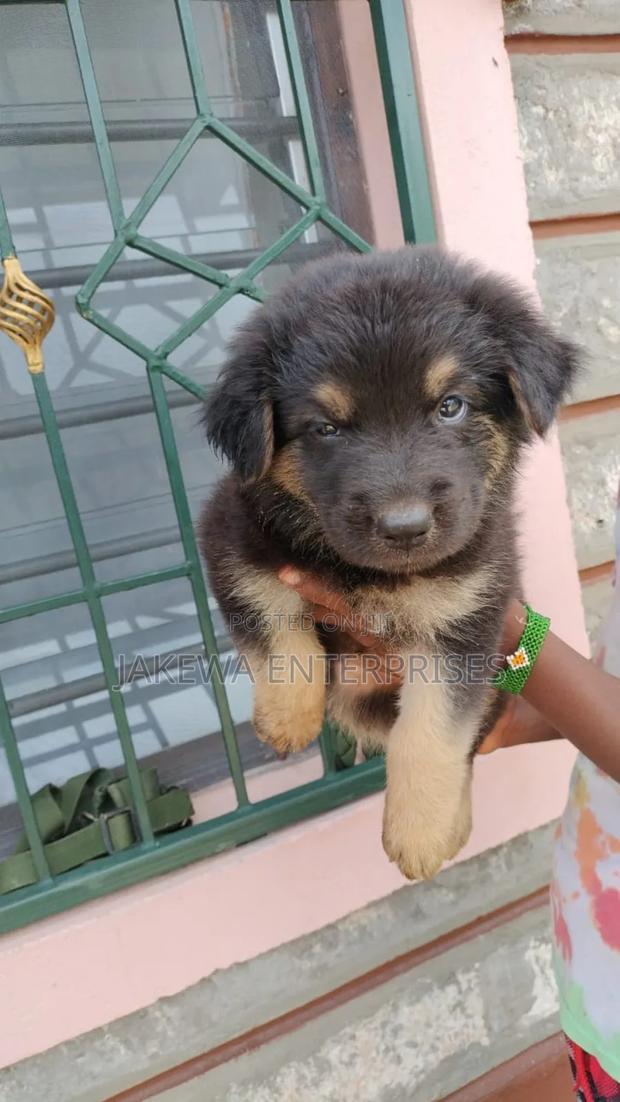 1-3 months Male Purebred German Shepherd - main view