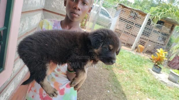 1-3 months Male Purebred German Shepherd - thumbnail 3