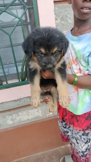 1-3 months Male Purebred German Shepherd