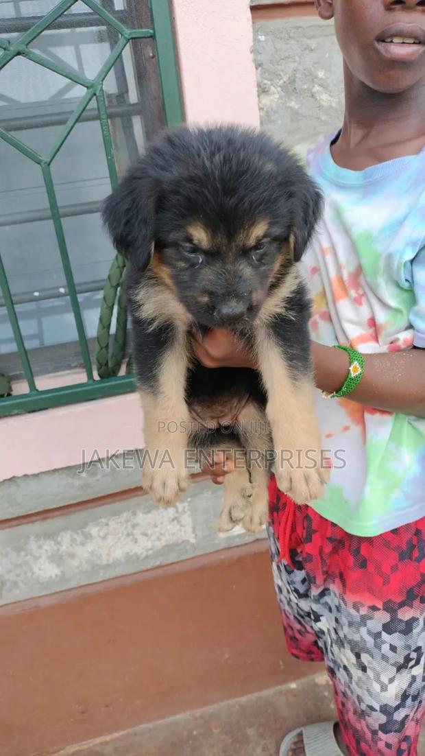 1-3 months Male Purebred German Shepherd - thumbnail 5